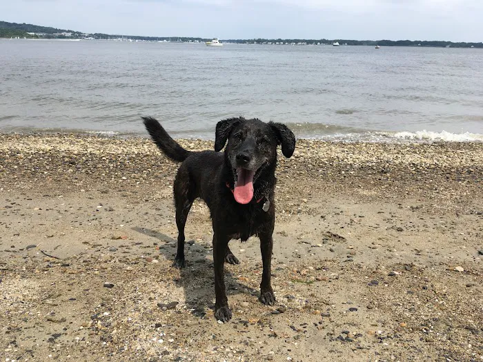 Pets At Peace Vet Care:In-home Euthanasia Picture 3