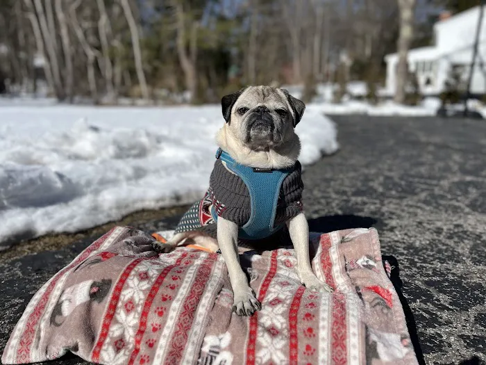 Pets At Peace Vet Care:In-home Euthanasia Picture 8