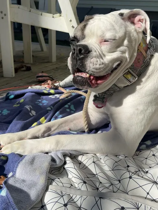 Pets At Peace Vet Care:In-home Euthanasia Picture 6