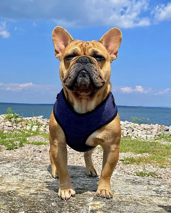 Pets At Peace Vet Care:In-home Euthanasia Picture 9