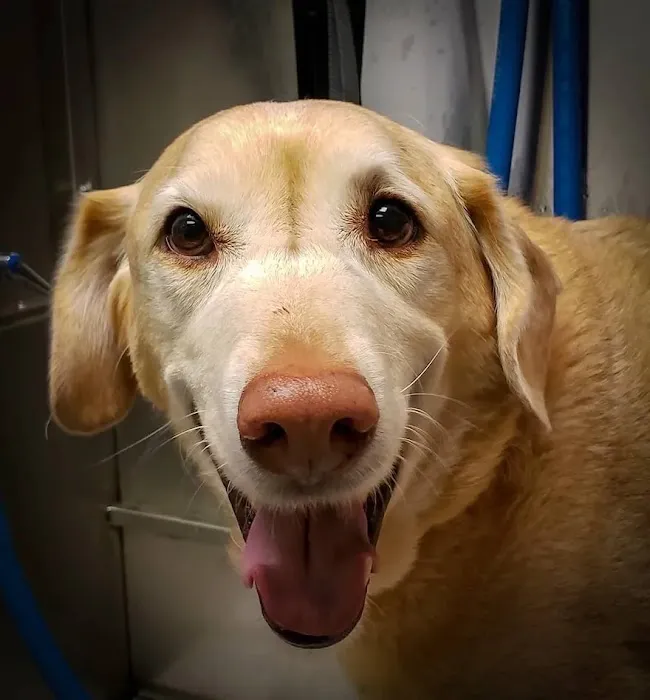 Pets At Peace Vet Care:In-home Euthanasia Picture 5