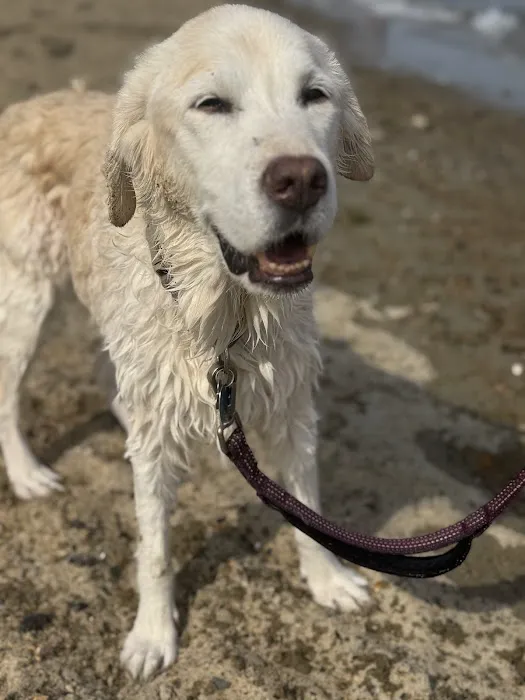 Pets At Peace Vet Care:In-home Euthanasia Picture 7