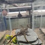 Reptile Emporium & Aquatic Center