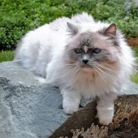 Riverside Animal Hospital ico