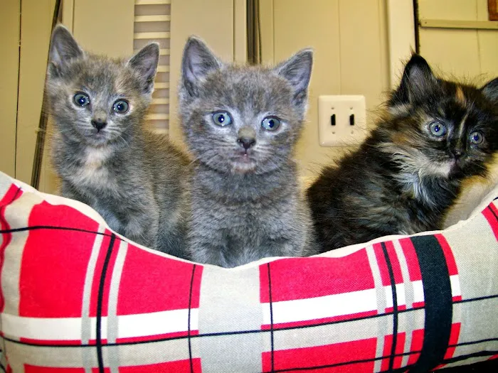 Riverside Animal Hospital Picture 5