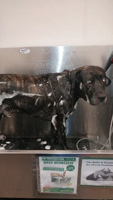 Pet Supplies Plus Dyer Picture 4