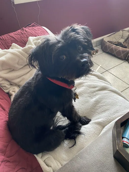 Banfield Pet Hospital Picture 8