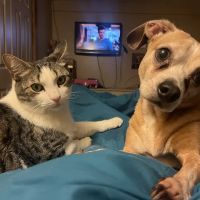 Banfield Pet Hospital ico