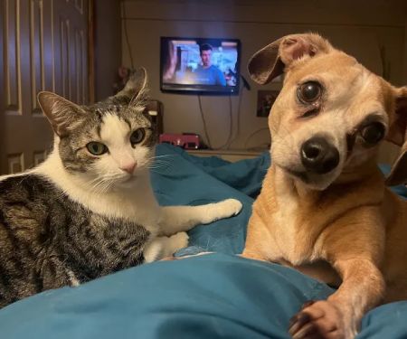 Banfield Pet Hospital