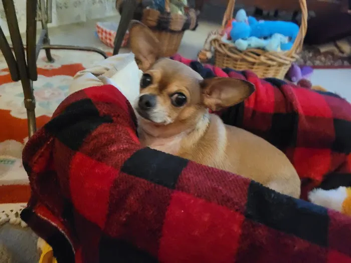 Banfield Pet Hospital Picture 3