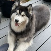 Armory Animal Hospital ico
