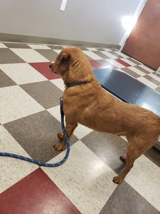 Armory Animal Hospital Picture 5