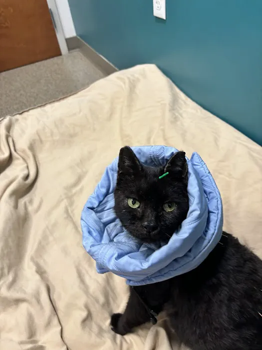 Healing Paws Veterinary Rehabilitation Picture 5