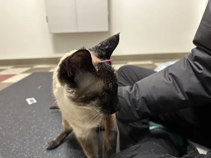 Healing Paws Veterinary Rehabilitation Picture 1