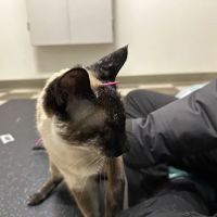 Healing Paws Veterinary Rehabilitation ico