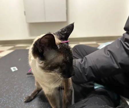Healing Paws Veterinary Rehabilitation