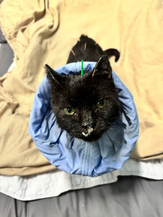 Healing Paws Veterinary Rehabilitation Picture 3