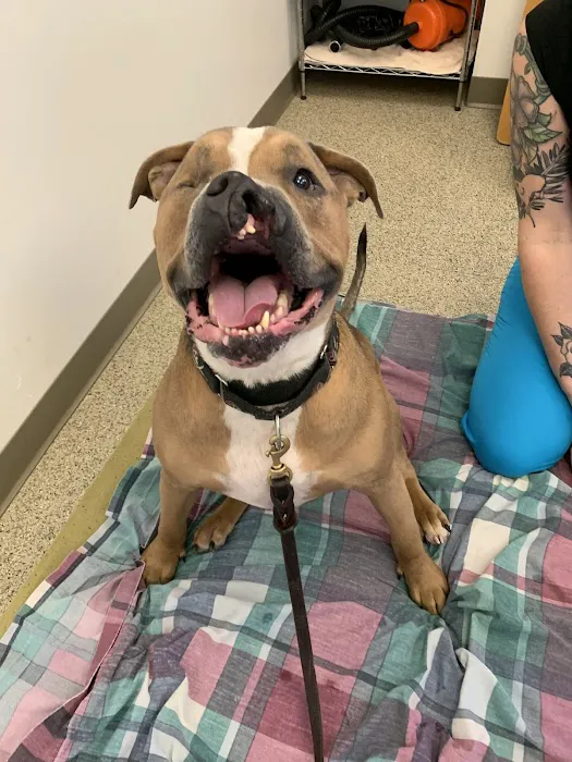 Healing Paws Veterinary Rehabilitation Picture 8
