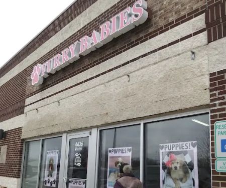 Furry Babies Portage