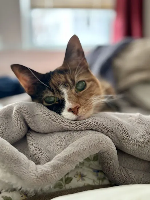 Providence River Animal Hospital Picture 5