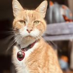 Providence River Animal Hospital
