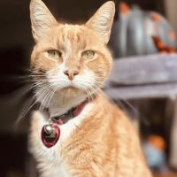 Providence River Animal Hospital ico