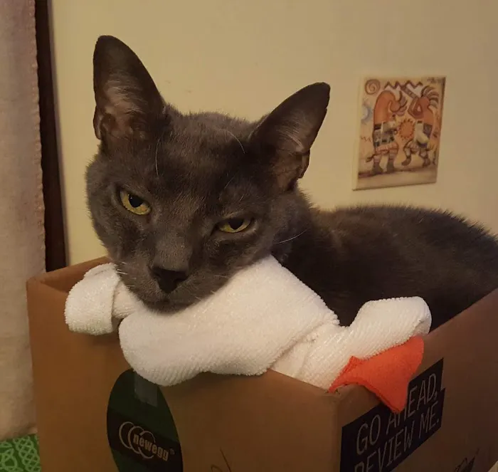 Providence River Animal Hospital Picture 10