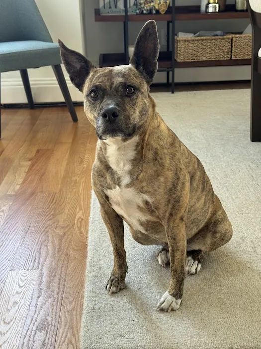 Providence River Animal Hospital Picture 8