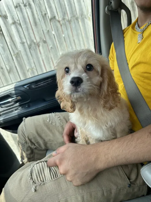 Paw Time Puppies Picture 6