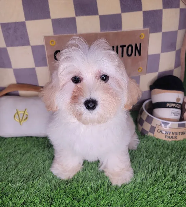 Paw Time Puppies Picture 4