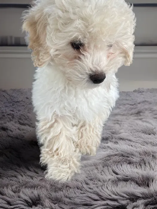 Paw Time Puppies Picture 2