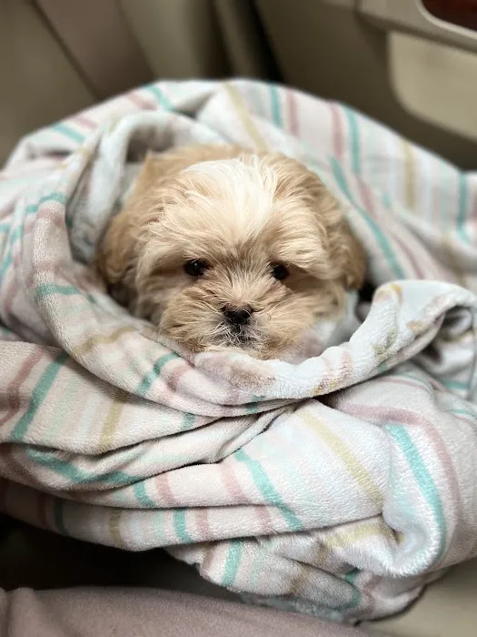 Paw Time Puppies Picture 3