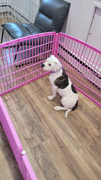 Paw Time Puppies Picture 8