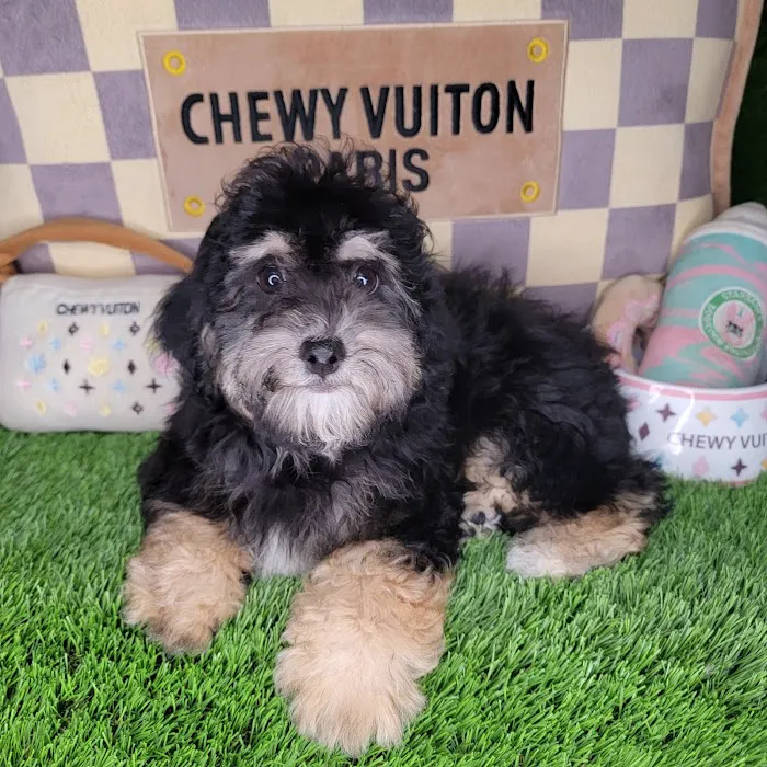 Paw Time Puppies Picture 10