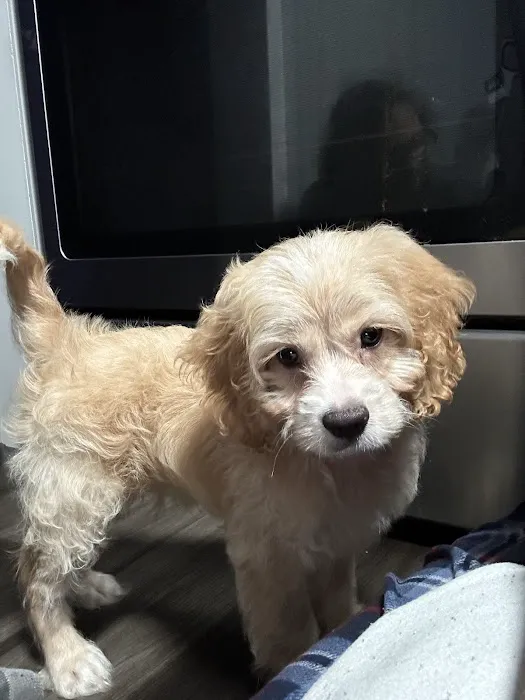 Paw Time Puppies Picture 9