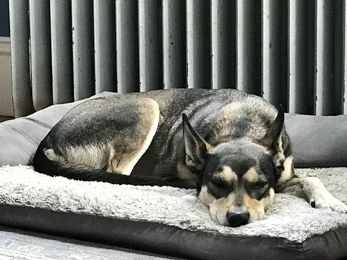 VCA Povar Animal Hospital Picture 4