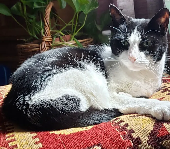 Chippens Hill Veterinary Hospital Picture 4