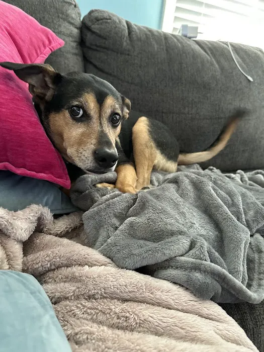 Chippens Hill Veterinary Hospital Picture 6