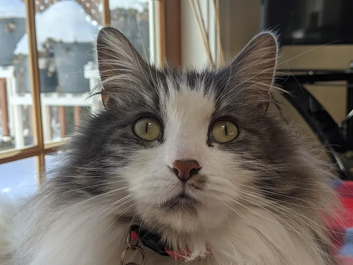 Chippens Hill Veterinary Hospital Picture 9