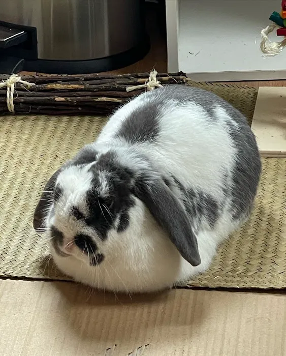 Chippens Hill Veterinary Hospital Picture 5