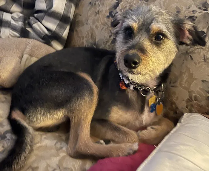 Chippens Hill Veterinary Hospital Picture 7