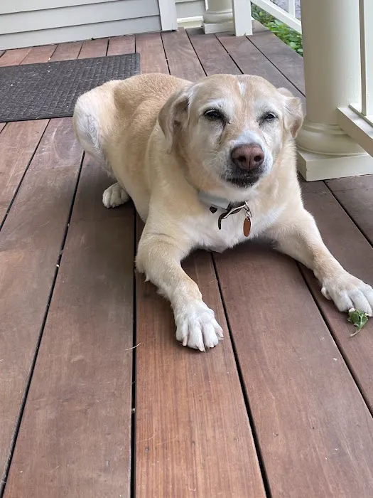 Chippens Hill Veterinary Hospital Picture 8