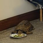 Dope Exotics Reptiles