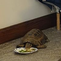 Dope Exotics Reptiles ico