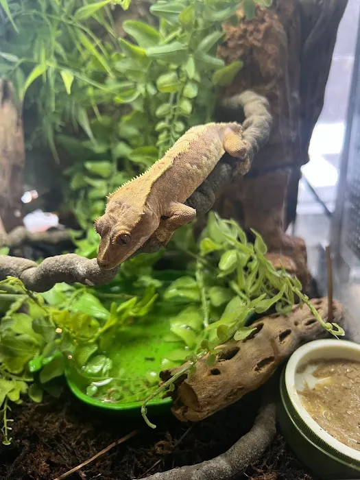 Dope Exotics Reptiles Picture 8