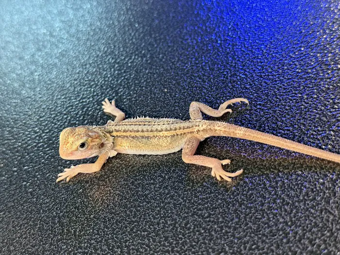 Dope Exotics Reptiles Picture 10