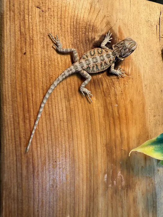 Dope Exotics Reptiles Picture 7