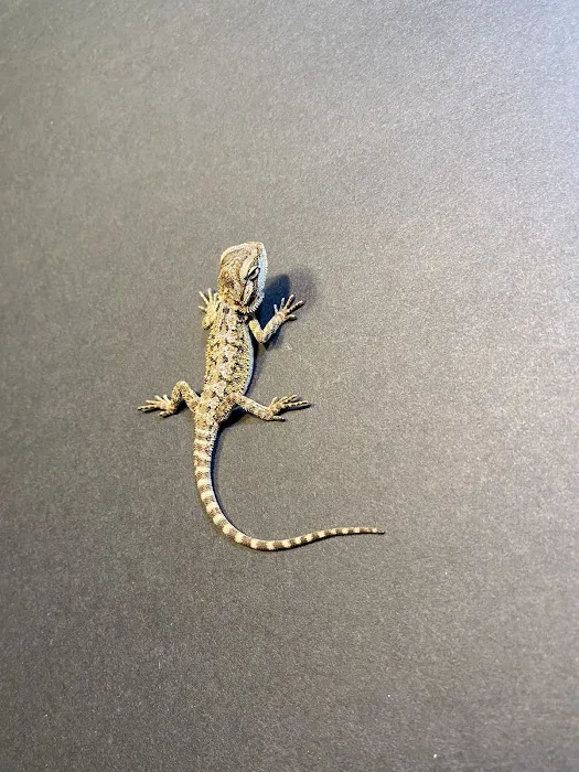 Dope Exotics Reptiles Picture 6