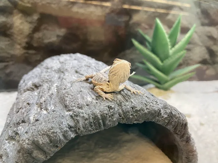 Petco Picture 5
