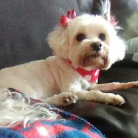 7 Seas Pet Care Center ico